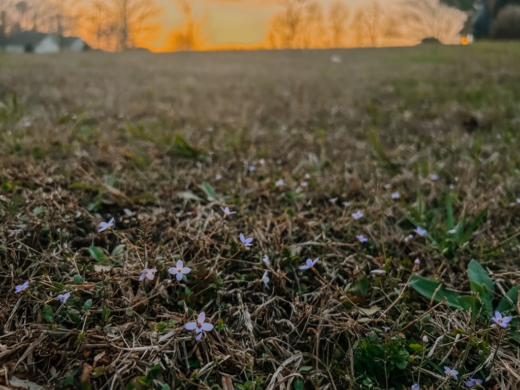 A Palm Sunday&nbsp;Poem